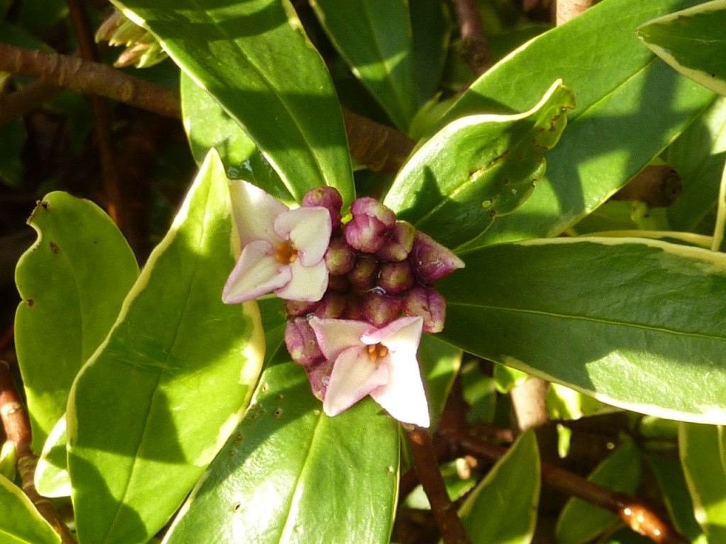 the-fragrant-flowers-of-daphne-odora-aureomarginata