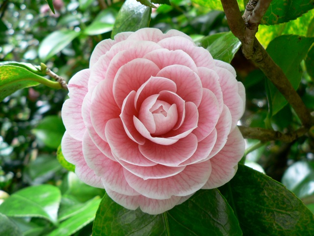 camellia-in-display