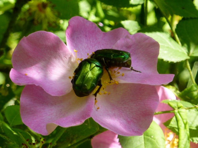 Rose chafer beetles are beautiful to look at but destructive
