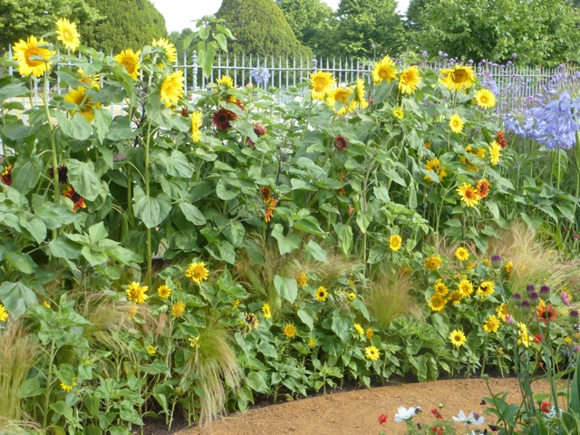 tall-sunflowers1