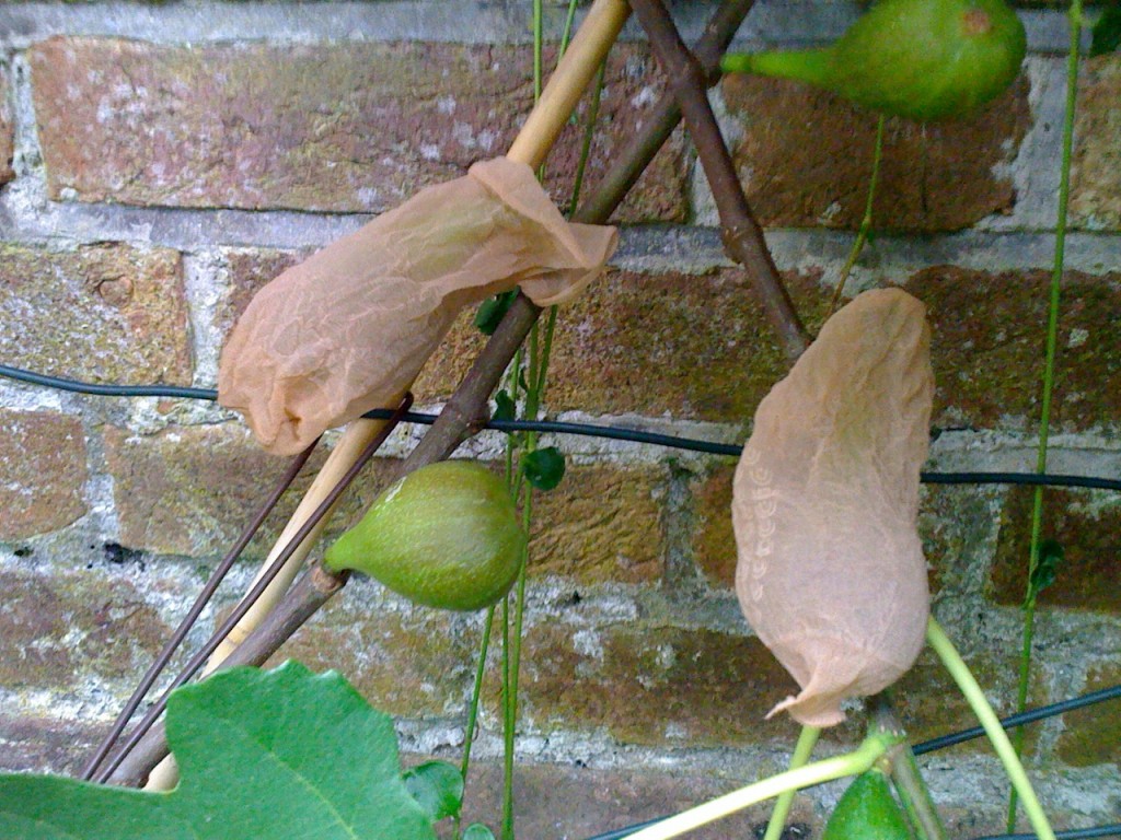 Figs in tights