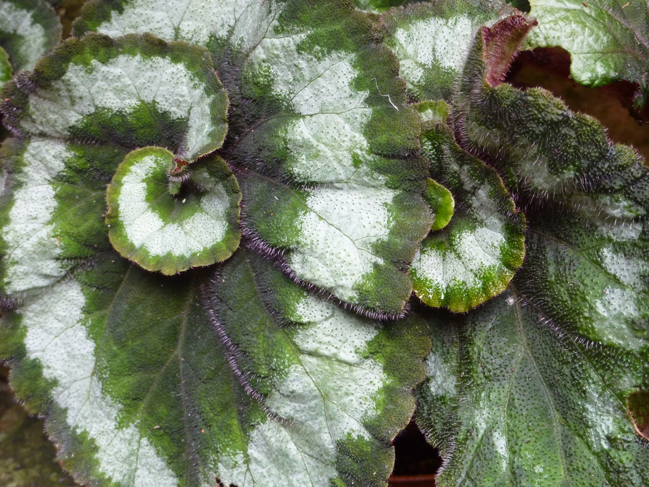 Begonia 'Escargot' has magnificently marked whorled leaves and rusty red flocked stems (available here: http://forum.theenduringgardener.com/294-begonia-escargot)