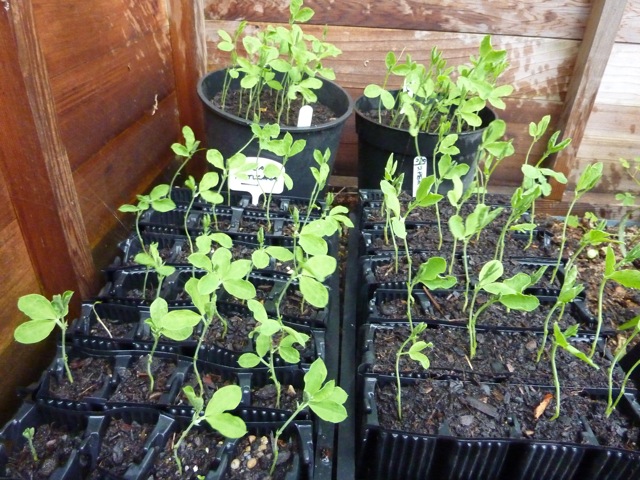 Sweet peas in Cold frame