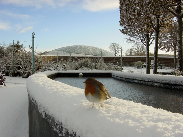 Welsh Botanic Garden in snow