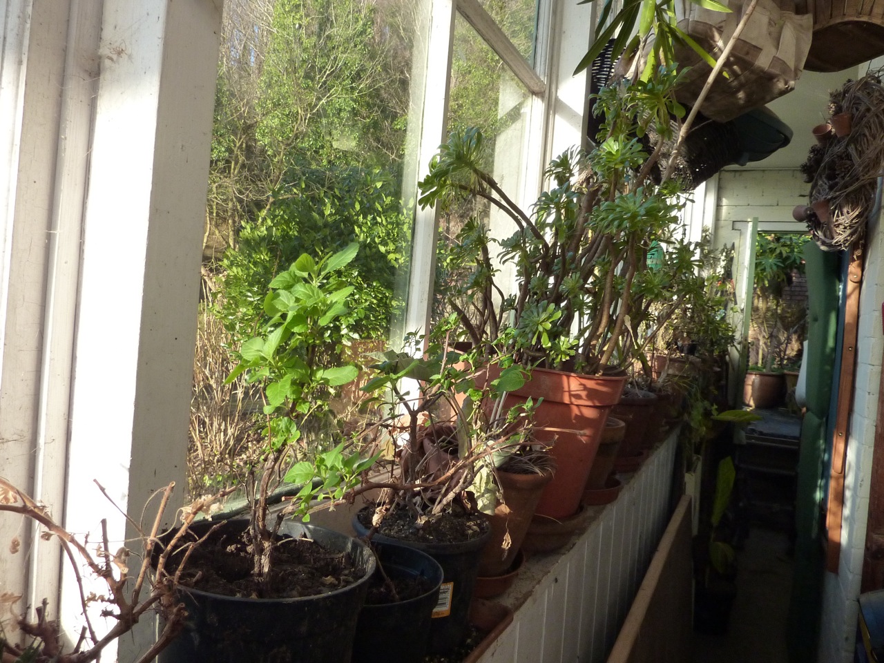 Half hardy and tender plants in their winter quarters