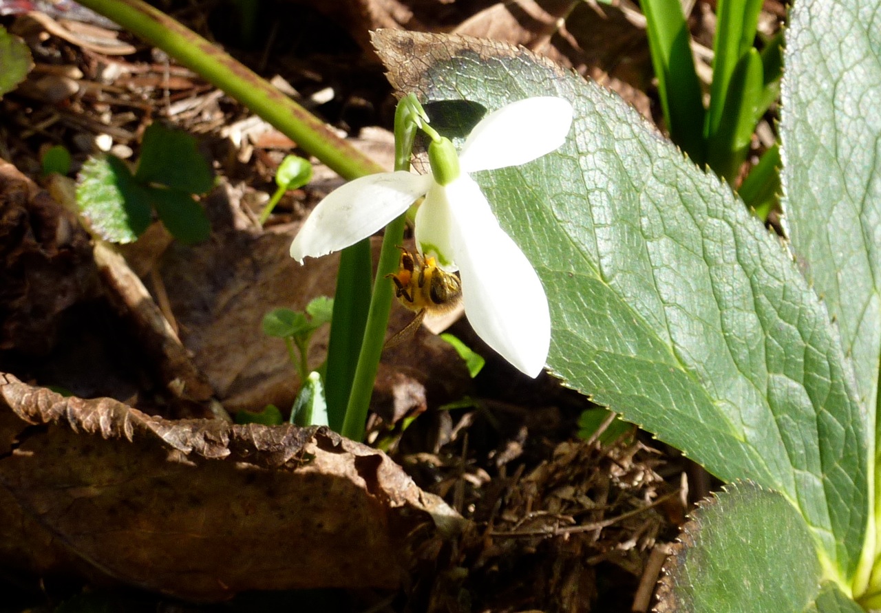 Look closely and you will see a honey bee with laden pollen sacs on the snowdrop