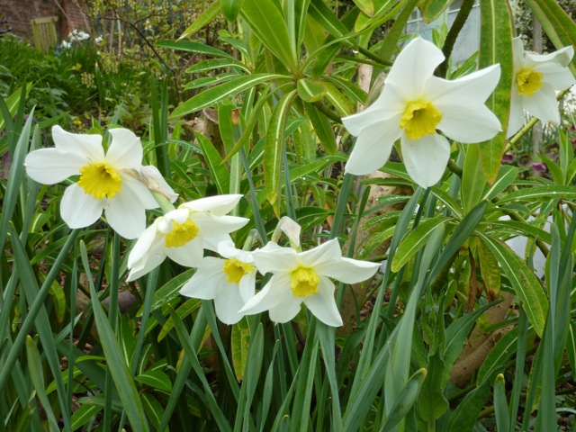 narcissus-white-lady