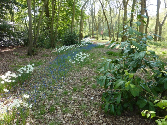  A 'river' of muscari in the woodland at Fairlight Hall