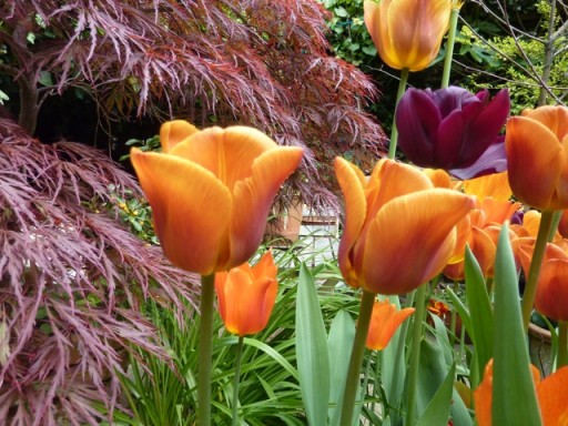 brown-sugar-tulip