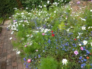pretty flowers in a garden border