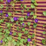 plant-climbing-fence