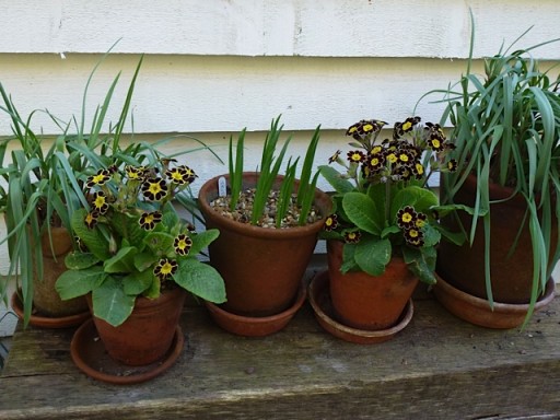  red and gold primula and floppy leaved tulips in pots on a bench
