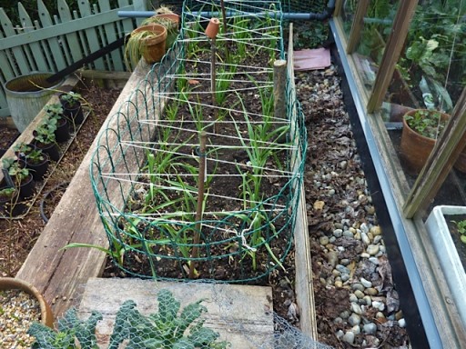 small fence erected around onions to keep Titus the cat out