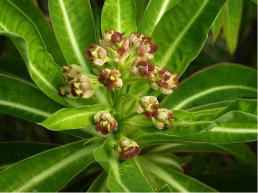 Euphorbia mellifera buds coming in to flower