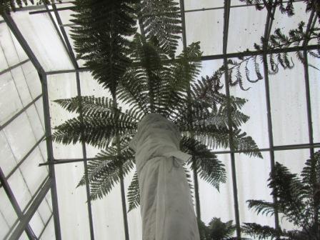 tall tree fern
