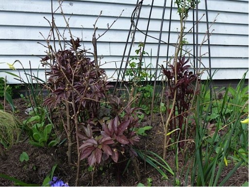pea sticks pushed into soil to support plants in garden