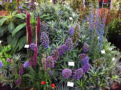 echiums in the floral marquee at malvern show