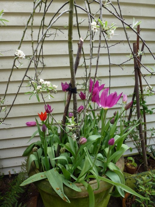 purple flowering tulips