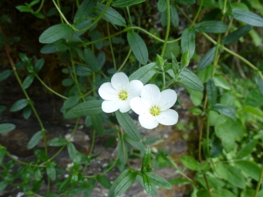 Arenaria montana growing on a mountain in Spain