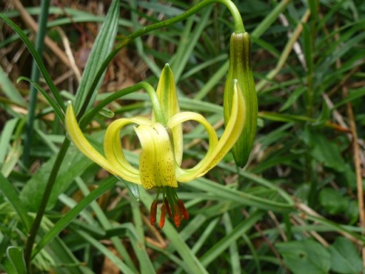 Lilium pyrrenaica