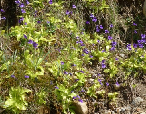 Pinguicula is a carniverous butterwort