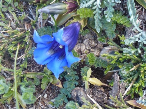 close up of gentian