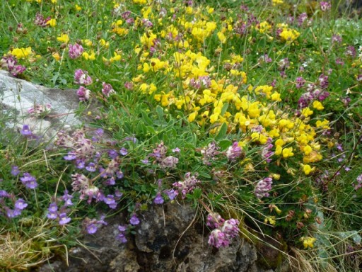 close up of mountain meadow plants