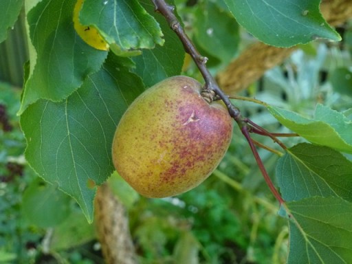 close up of apricot on branch