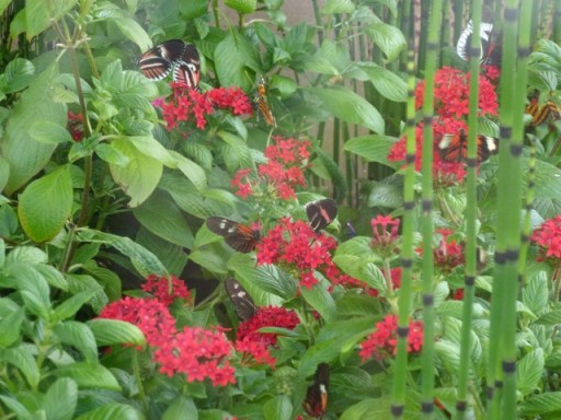butterflies swarm around red flowering plant