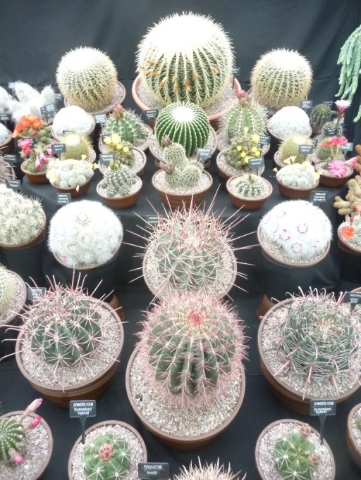 Cactus land display