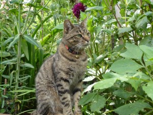 Titus the cat strikes a pose in the garden