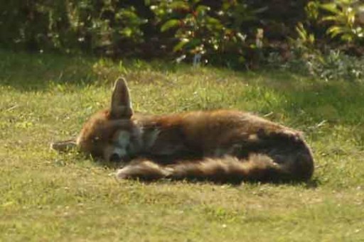 fox asleep on lawn