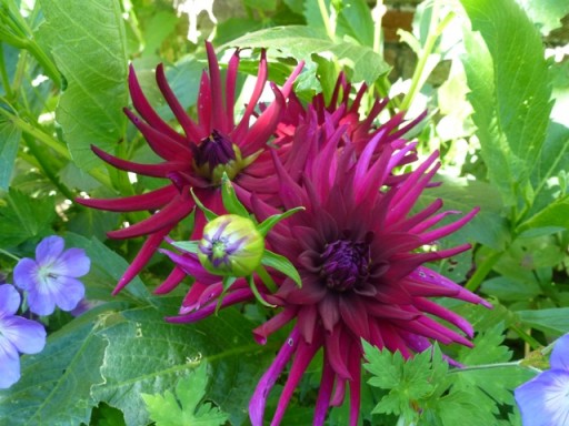 the slugs seem to leave this variety of dahlia alone.