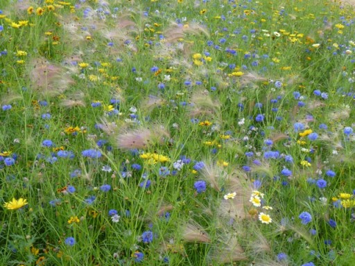 meadow planting
