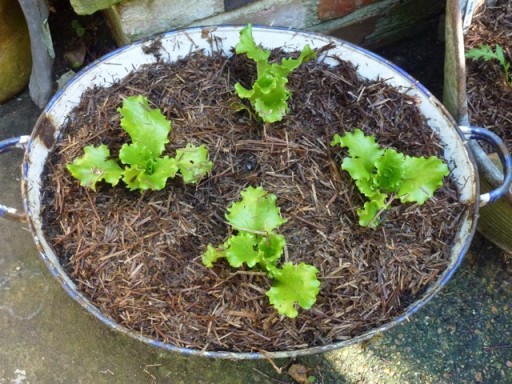 lettuce planted in a container