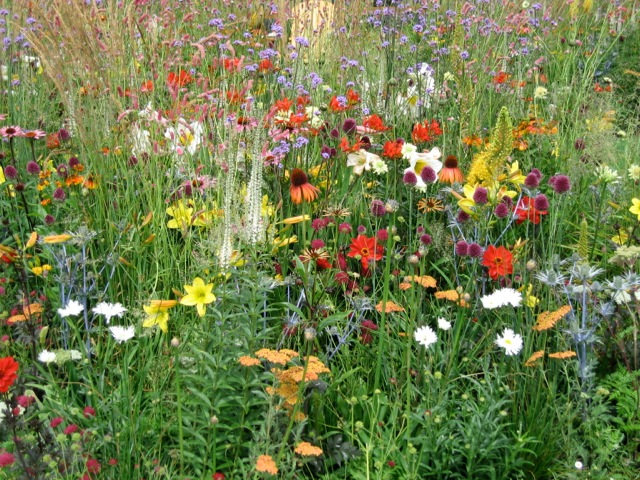 vibrant meadow like planting