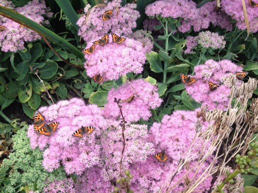 butterflies resting on sedum spectabile
