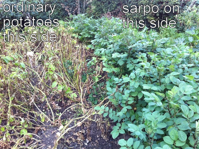 sarpo potatoes compared to ordinary potatoes