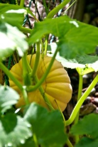 small yellow pumpkin on plant