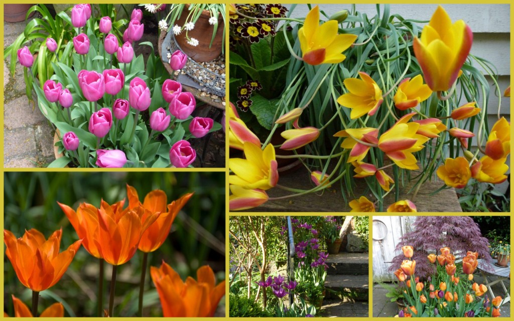 collage of colourful tulips