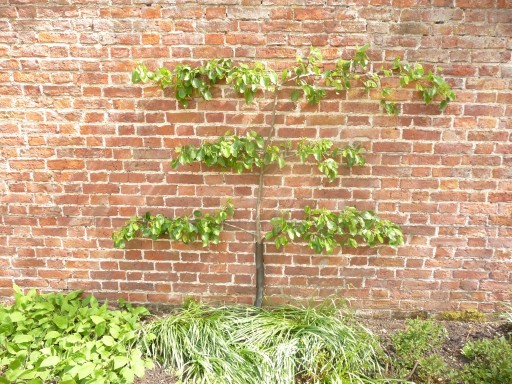 Types of Espalier