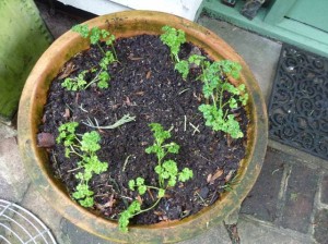 young curly parsley in pot