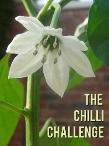 chilli flower
