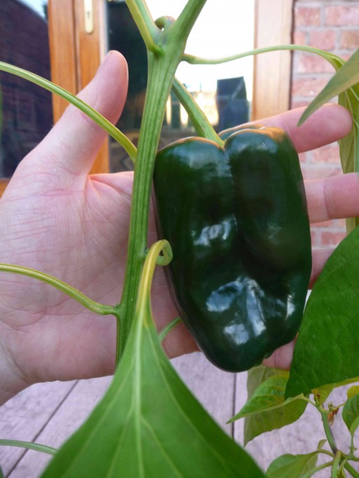 fully grown pepper