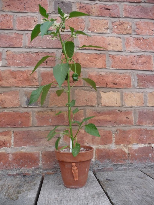 poblano plant with chillies on