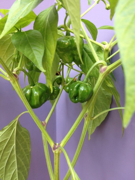 close up of scotch bonnet chillies on plant