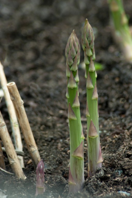 asparagus spears growing