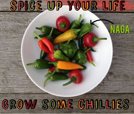 naga chilli pepper in bowl with others
