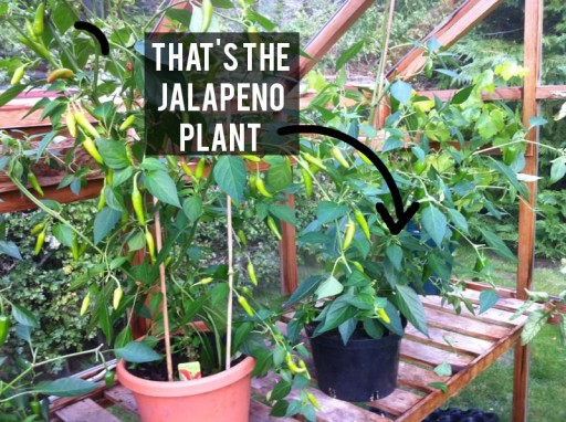 jalapeno growing in greenhouse