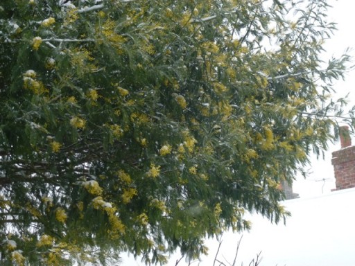 mimosa tree blowing in snowstorm